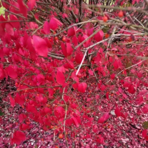 Burning Bush, Burning Bush Shrub Tree, Live Burning Bush Tree, Live Burning Bush Plant 6 To 10 Inches Tall 4 Inches Potted