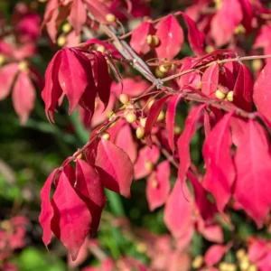 Burning Bush, Burning Bush Shrub Tree, Live Burning Bush Tree, Live Burning Bush Plant 6 To 10 Inches Tall 4 Inches Potted