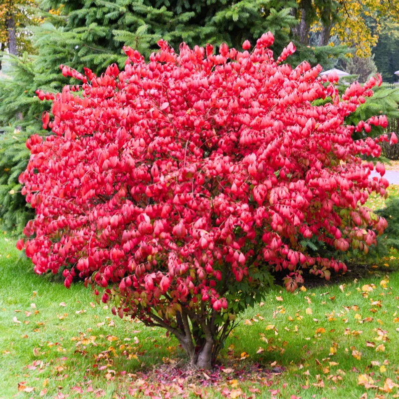Burning Bush, Burning Bush Shrub Tree, Live Burning Bush Tree, Live Burning Bush Plant 6 To 10 Inches Tall 4 Inches Potted