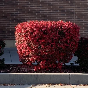 Burning Bush Tree Live Plant, Burning Bush Live Plant 18 To 24 Inches Height In Gallon Pot, Outdoor Live Tree For Growing