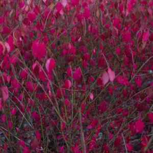 Burning Bush Tree Live Plant, Burning Bush Live Plant 18 To 24 Inches Height In Gallon Pot, Outdoor Live Tree For Growing