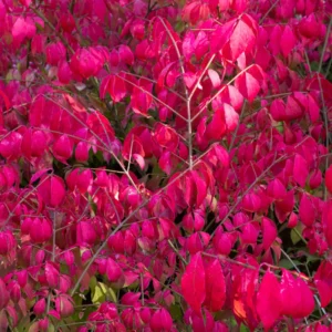 Burning Bush Tree Live Plant, Burning Bush Live Plant 18 To 24 Inches Height In Gallon Pot, Outdoor Live Tree For Growing