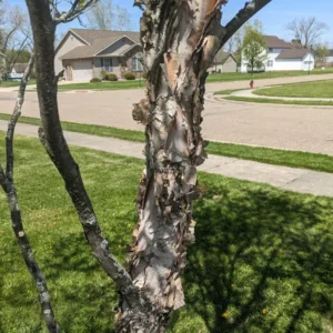 River Birch Tree Live, Live Birch Tree For Outdoor Planting, Miniature Birch Tree From 1 Feet Height Potted, Tree Live Plant Outdoor