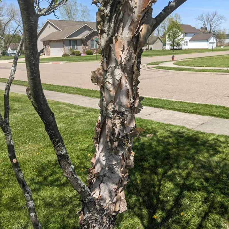 River Birch Tree Live, Live Birch Tree For Outdoor Planting, Miniature Birch Tree From 1 Feet Height Potted, Tree Live Plant Outdoor