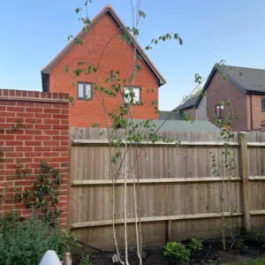 River Birch Tree Live, Live Birch Tree For Outdoor Planting, Miniature Birch Tree From 1 Feet Height Potted, Tree Live Plant Outdoor