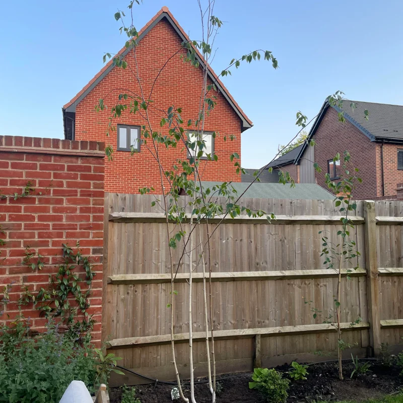 River Birch Tree Live, Live Birch Tree For Outdoor Planting, Miniature Birch Tree From 1 Feet Height Potted, Tree Live Plant Outdoor