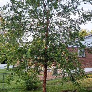 River Birch Tree Live, Live Birch Tree For Outdoor Planting, Miniature Birch Tree From 1 Feet Height Potted, Tree Live Plant Outdoor