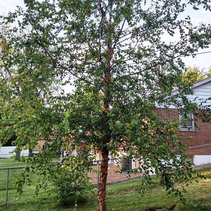 River Birch Tree Live, Live Birch Tree For Outdoor Planting, Miniature Birch Tree From 1 Feet Height Potted, Tree Live Plant Outdoor