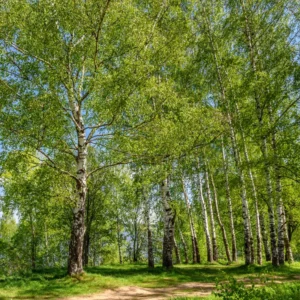 River Birch Tree Live, Live Birch Tree For Outdoor Planting, Miniature Birch Tree From 1 Feet Height Potted, Tree Live Plant Outdoor