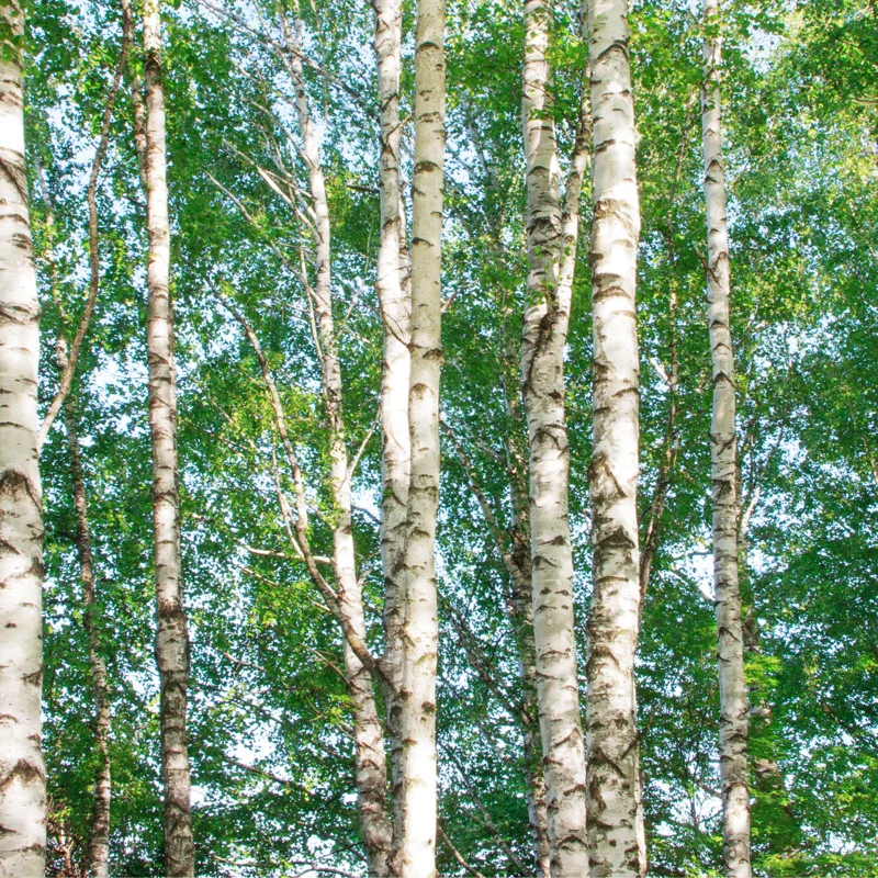 River Birch Tree Live, Live Birch Tree For Outdoor Planting, Miniature Birch Tree From 1 Feet Height Potted, Tree Live Plant Outdoor