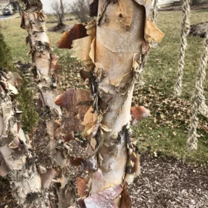 River Birch Tree Live Plant From 12 To 14 Inches Tall, Birch Tree Live In Pot, River Birch Tree, Live Tree For Outdoor Planting