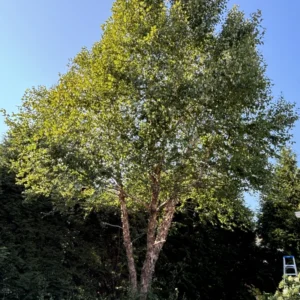 River Birch Tree Live Plant From 12 To 14 Inches Tall, Birch Tree Live In Pot, River Birch Tree, Live Tree For Outdoor Planting