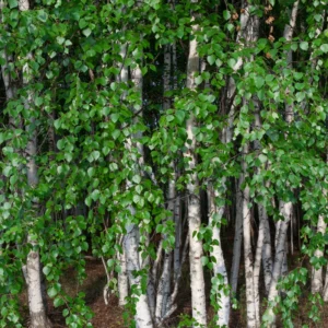 River Birch Tree Live Plant From 12 To 14 Inches Tall, Birch Tree Live In Pot, River Birch Tree, Live Tree For Outdoor Planting