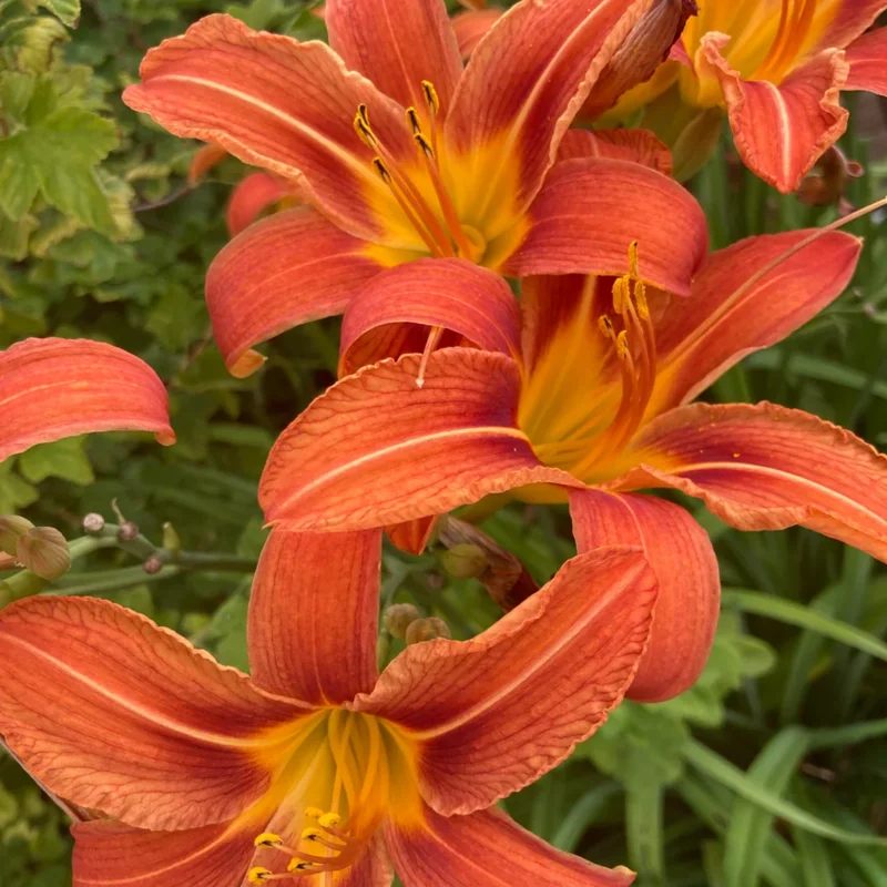 Daylily Bulbs, 3 Daylily Bulbs For Planting, Daylilies Bulbs, Daylilies Bare Roots, Daylily Flowers Bulbs