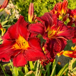 Daylily Bulbs, 3 Daylily Bulbs For Planting, Daylilies Bulbs, Daylilies Bare Roots, Daylily Flowers Bulbs