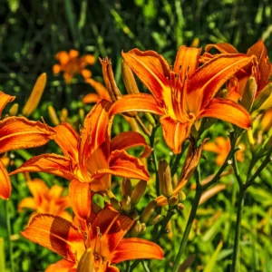 Daylily Bulbs, 3 Daylily Bulbs For Planting, Daylilies Bulbs, Daylilies Bare Roots, Daylily Flowers Bulbs