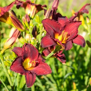 Daylily Bulbs, 3 Daylily Bulbs For Planting, Daylilies Bulbs, Daylilies Bare Roots, Daylily Flowers Bulbs