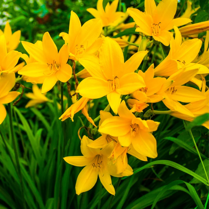 Daylily Bulbs, 3 Daylily Bulbs For Planting, Daylilies Bulbs, Daylilies Bare Roots, Daylily Flowers Bulbs