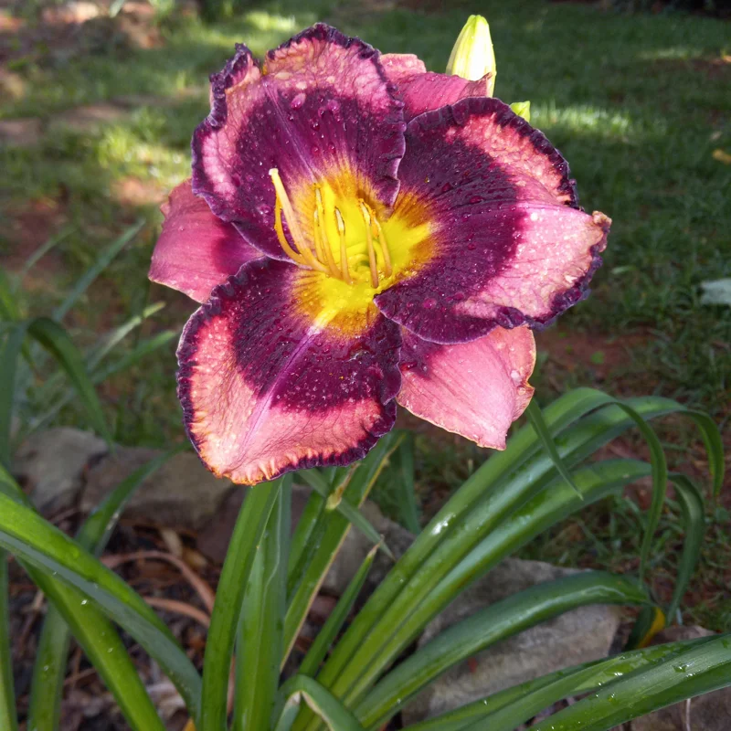 Daylily Bulbs, 3 Daylily Bulbs For Planting, Daylilies Bulbs, Daylilies Bare Roots, Daylily Flowers Bulbs