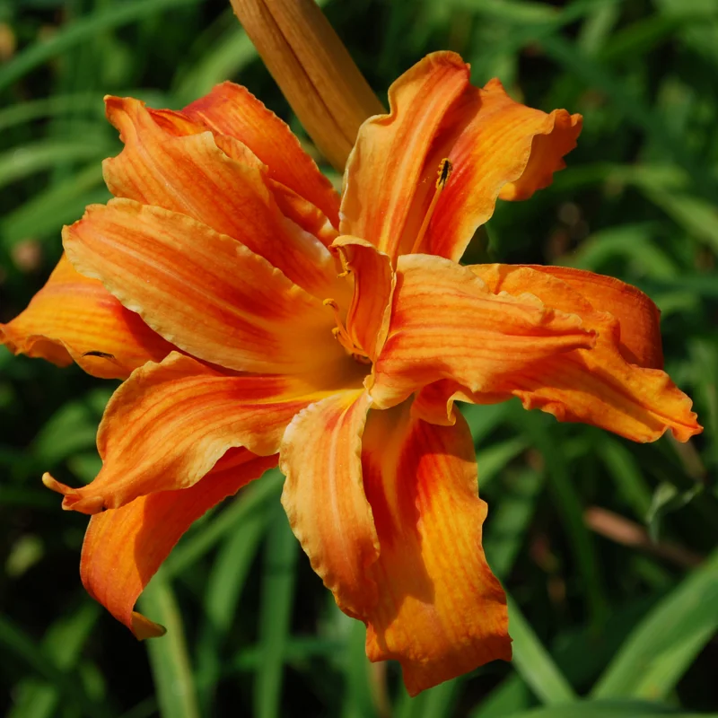 Daylily Bulbs, 3 Daylily Bulbs For Planting, Daylilies Bulbs, Daylilies Bare Roots, Daylily Flowers Bulbs