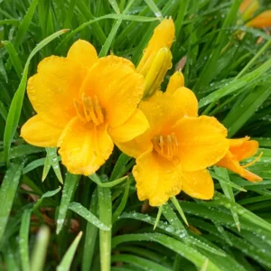 Daylily Bulbs, 3 Daylily Bulbs For Planting, Daylilies Bulbs, Daylilies Bare Roots, Daylily Flowers Bulbs