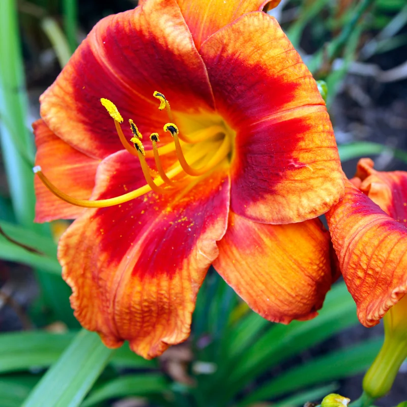 Daylily Bulbs, 3 Daylily Bulbs For Planting, Daylilies Bulbs, Daylilies Bare Roots, Daylily Flowers Bulbs