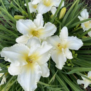 Daylily Bulbs, 3 Daylily Bulbs For Planting, Daylilies Bulbs, Daylilies Bare Roots, Daylily Flowers Bulbs