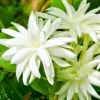 Set 2 Belle of India Jasmine Live Plants, 3-5 Inches Tall, Fragrant Blooms, Jasmine Tea Sambac Plant, Landscaping Plant Fragrant Low-Maintenance, No Pot