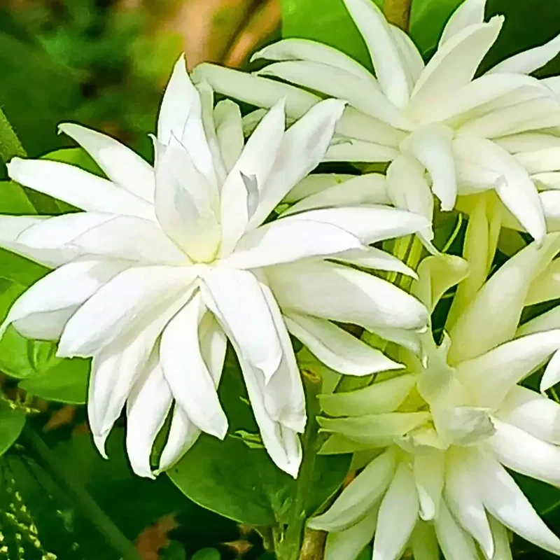 Set 2 Belle of India Jasmine Live Plants, 3-5 Inches Tall, Fragrant Blooms, Jasmine Tea Sambac Plant, Landscaping Plant Fragrant Low-Maintenance, No Pot