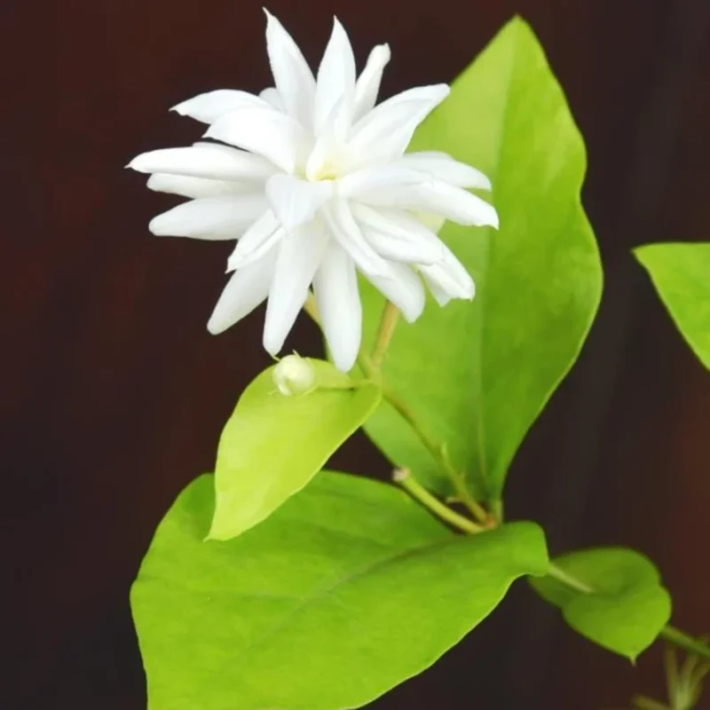Set 3 Belle of India Jasmine Plants, Jasmine Plant for Indoor and Outdoor, 3-5 Inch, Jasmine Sambac Plant, Landscaping Plant Fragrant Low-Maintenance, No Pot