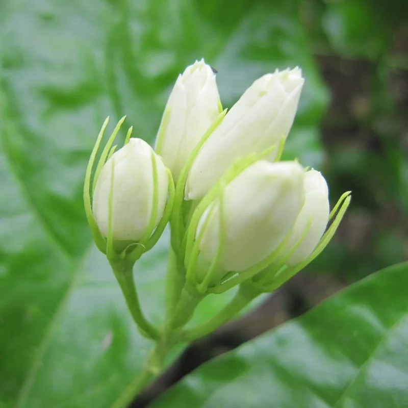 Set 3 Belle of India Jasmine Plants, Jasmine Plant for Indoor and Outdoor, 3-5 Inch, Jasmine Sambac Plant, Landscaping Plant Fragrant Low-Maintenance, No Pot