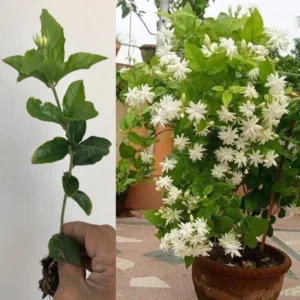 Set 3 Belle of India Jasmine Plants, Jasmine Plant for Indoor and Outdoor, 3-5 Inch, Jasmine Sambac Plant, Landscaping Plant Fragrant Low-Maintenance, No Pot