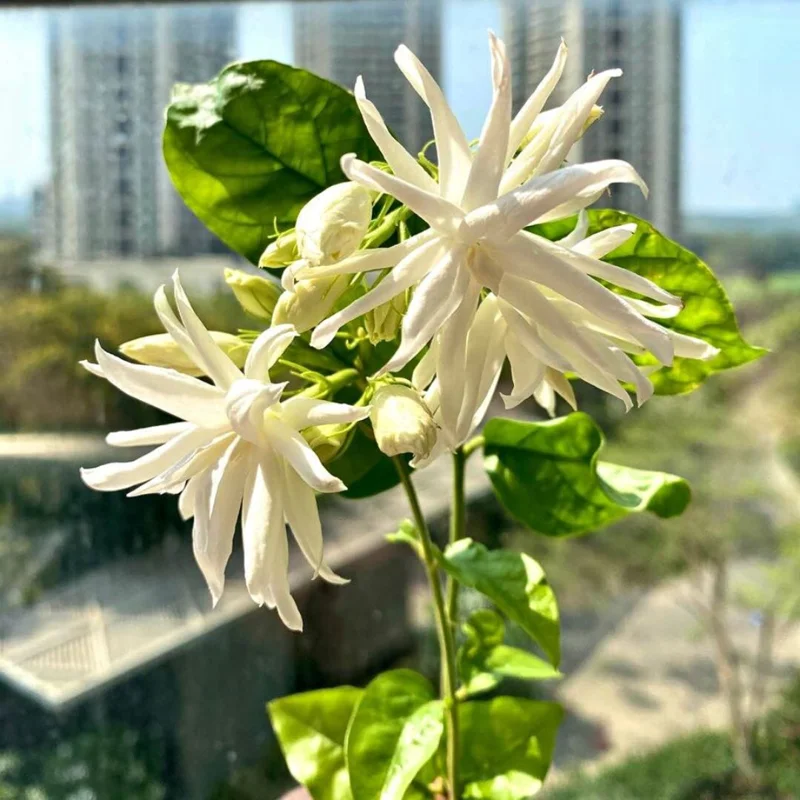 Set 3 Belle of India Jasmine Plants, Jasmine Plant for Indoor and Outdoor, 3-5 Inch, Jasmine Sambac Plant, Landscaping Plant Fragrant Low-Maintenance, No Pot