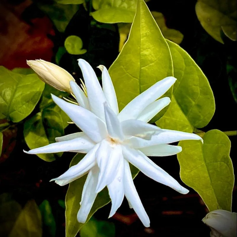 Set 4 Live Belle of India Jasmine Plants Trees, 3-5 Inch Starter Plant, Fragrant Low-Maintenance, No Pot, 3-5 Inch, Jasmine Sambac Plant, Landscaping Plant