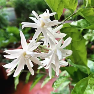 Set 4 Live Belle of India Jasmine Plants Trees, 3-5 Inch Starter Plant, Fragrant Low-Maintenance, No Pot, 3-5 Inch, Jasmine Sambac Plant, Landscaping Plant