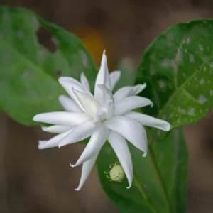 Set 4 Live Belle of India Jasmine Plants Trees, 3-5 Inch Starter Plant, Fragrant Low-Maintenance, No Pot, 3-5 Inch, Jasmine Sambac Plant, Landscaping Plant