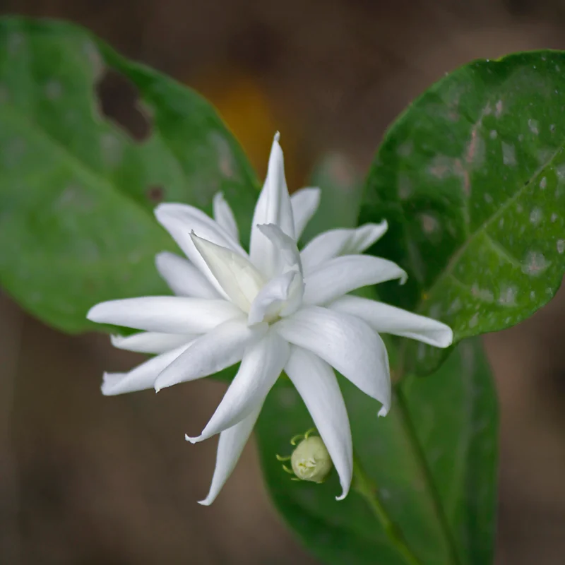 Set 4 Live Belle of India Jasmine Plants Trees, 3-5 Inch Starter Plant, Fragrant Low-Maintenance, No Pot, 3-5 Inch, Jasmine Sambac Plant, Landscaping Plant