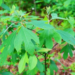 Seedlings Sassafras Tree Live Plant Sapling, Live Sassafras Tree for Planting, 6-8 Inches Tall in 4 Inch Pot, Well Rooted Tree Potted Sassafras
