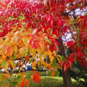 Seedlings Sassafras Tree Live Plant Sapling, Live Sassafras Tree for Planting, 6-8 Inches Tall in 4 Inch Pot, Well Rooted Tree Potted Sassafras
