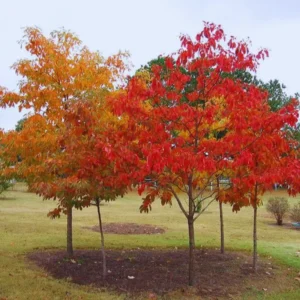 Seedlings Sassafras Tree Live Plant Sapling, Live Sassafras Tree for Planting, 6-8 Inches Tall in 4 Inch Pot, Well Rooted Tree Potted Sassafras