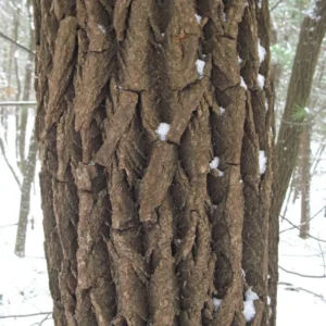 Sassafras Seedlings Tree Live Plant Sapling, Sassafras Tree Live for Planting, 6-8