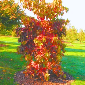 Sassafras Seedlings Tree Live Plant Sapling, Sassafras Tree Live for Planting, 6-8" Tall in 4 Inch Pot, 1 Year Old Sassafras Tree Plant Outdoor