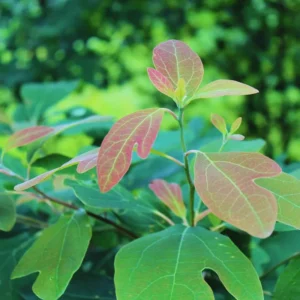 Sassafras Seedlings Tree Live Plant Sapling, Sassafras Tree Live for Planting, 6-8