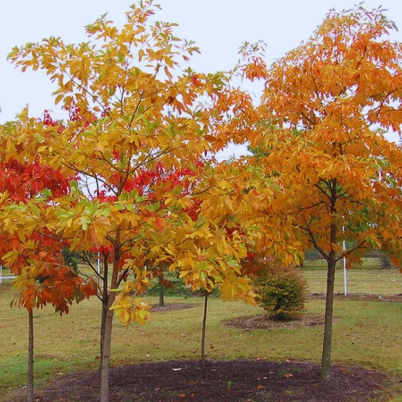 1 Year Old Sassafras Tree Live Plant, 1-2 Ft Tall, Sassafras Seedling Sapling Tree, Dormant in Winter, No leaf, Sassafras for Outdoor Gardens and Landscapes
