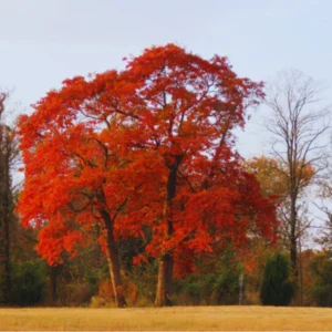 Sassafras Tree Live Plant, 1-2 Ft Tall, 1 Old Sassafras Seedling Sapling Tree, Dormant in Winter, No leaf, Sassafras for Outdoor Planting