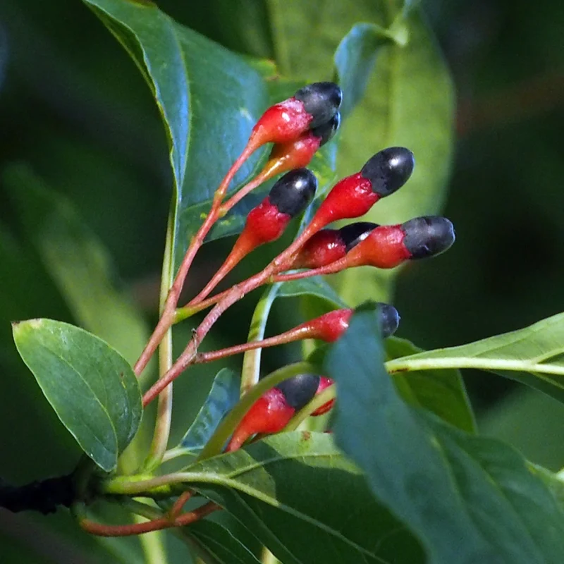 1 Year Old Sassafras Tree Live Plant, 1-2 Ft Tall, Sassafras Seedling Sapling Tree, Dormant in Winter, No leaf, Sassafras for Outdoor Gardens and Landscapes