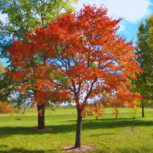 Sassafras Tree Live Plant, 1-2 Ft Tall, 1 Old Sassafras Seedling Sapling Tree, Dormant in Winter, No leaf, Sassafras for Outdoor Planting