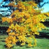 Sassafras Tree Live Plant, 1-2 Ft Tall, 1 Old Sassafras Seedling Sapling Tree, Dormant in Winter, No leaf, Sassafras for Outdoor Planting