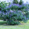 1 Ft Chaste Trees Live Plant, Vitex Agnus Castus Tree for Planting, Texas Lilac Live Lilac Bush Plants, Blue Purple Flower