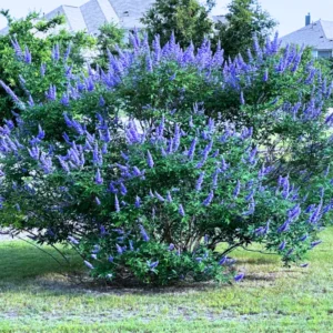 1 Ft Chaste Trees Live Plant, Vitex Agnus Castus Tree for Planting, Texas Lilac Live Lilac Bush Plants, Blue Purple Flower